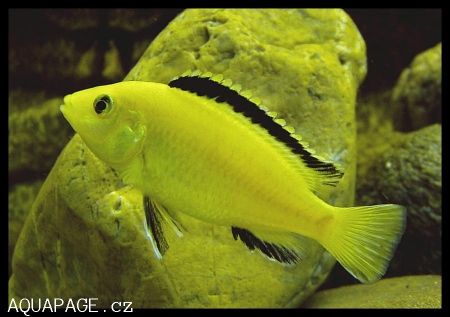 Tlamovec labidochromis caeruleus