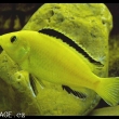 Tlamovec labidochromis caeruleus