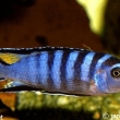 Tlamovec pseudotropheus elongatus